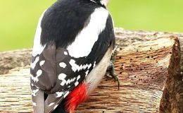 Great Spotted Woodpecker –&nbsp;Buntspecht