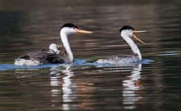 Lee’s One Word Monday –&nbsp;5/15/17