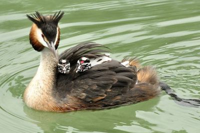 Great Crested Grebe (Podiceps cristatus) with young ©WikiC