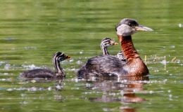 Lee’s Four Word Thursday –&nbsp;5/18/17