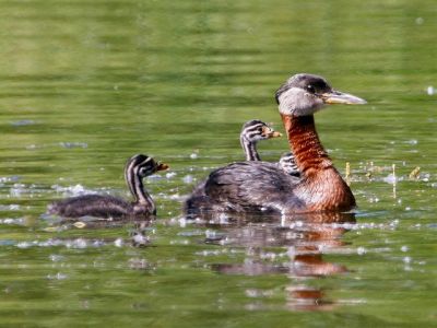 Red-necked Grebe (Podiceps grisegena) with young ©WikiC