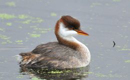 Sunday Inspiration – Grebe&nbsp;Family