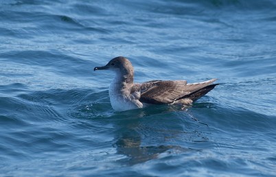 Balearic Shearwater (Puffinus mauretanicus) ©©Flickr