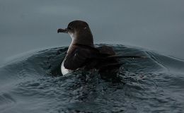 Lee’s Four Word Thursday –&nbsp;5/11/17