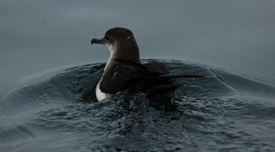 Black-vented Shearwater (Puffinus opisthomelas) ©WikiC