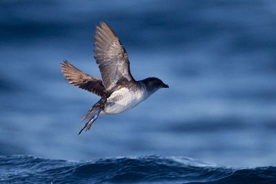 Common Diving Petrel (Pelecanoides urinatrix) ©WikiC
