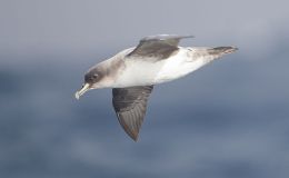 Sunday Inspiration – Procellariidae – Rest of&nbsp;Family