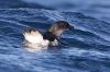 Peruvian Diving Petrel (Pelecanoides garnotii)&nbsp;©WikiC