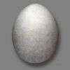 Yelkouan Shearwater (Puffinus yelkouan) Egg&nbsp;©WikiC