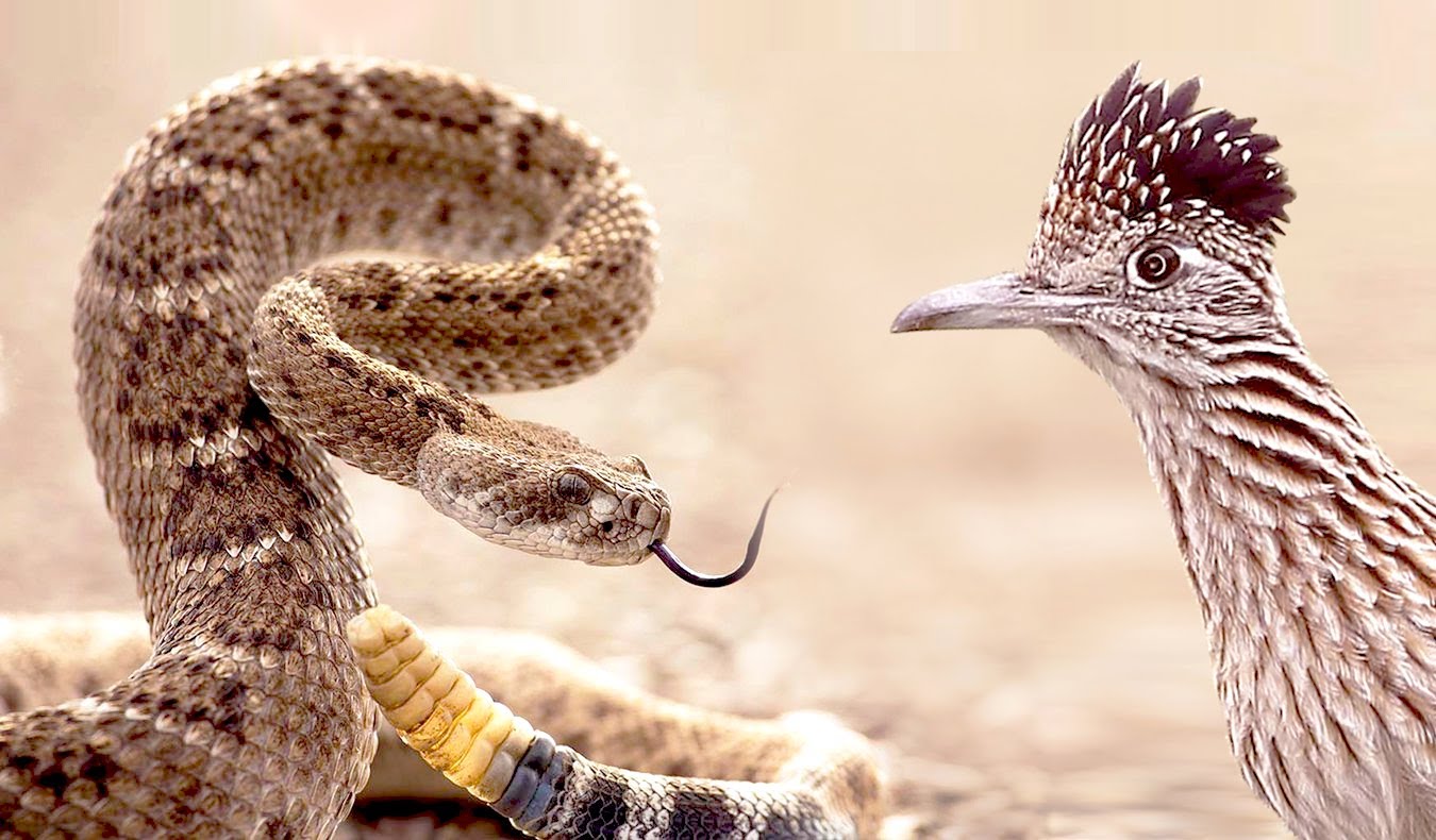 Rattlesnake-attacks-Roadrunner.Natl-Geo-youtube-pic