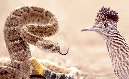 Dueling with a Diamondback in the Desert:   Roadrunner vs.&nbsp;Rattlesnake!