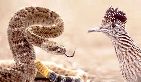 Rattlesnake-attacks-Roadrunner.Natl-Geo-youtube-pic