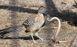 Lee’s Five Word Friday –&nbsp;7/7/17