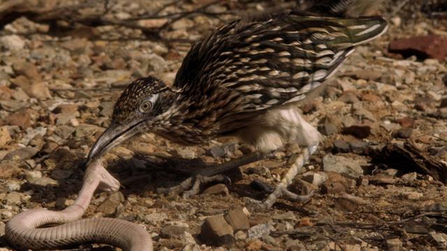 Roadrunner-biting-smashing-Rattlesnake-head