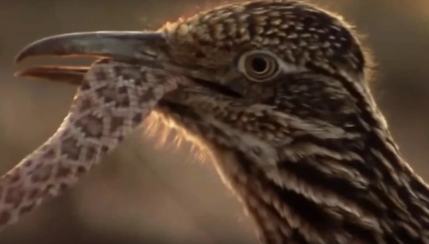 Roadrunner-eats-Rattlesnake.closeup