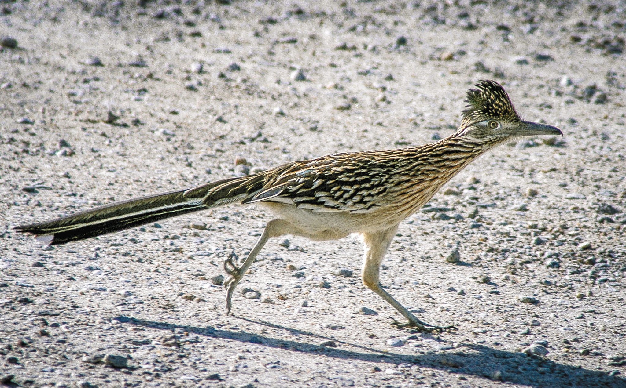 Roadrunner-in-desert.SanDiegoUnionTribune.jpg
