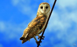 Latest I.O.C. Update is Version 7.2 – Species&nbsp;Changes