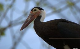 Birds of the Bible – Deuteronomy 14:16-18 II&nbsp;(WYC)