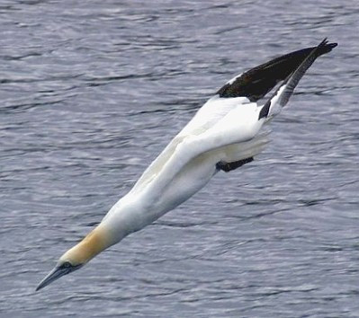 Northern Gannet (Morus bassanus) ©WikiC