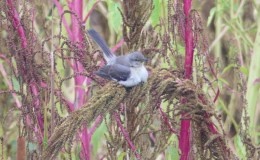 Lee’s Four Word Thursday –&nbsp;6/1/17