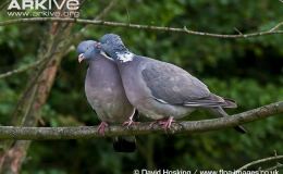 Jesus And Birds – His&nbsp;Dedication