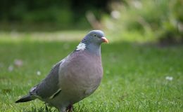 The Great Graduation Ceremony by Emma&nbsp;Foster