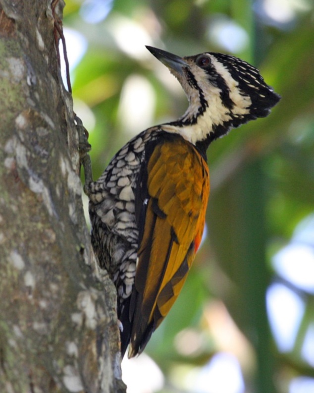 CommonFlameback-female.WikipediaCommons