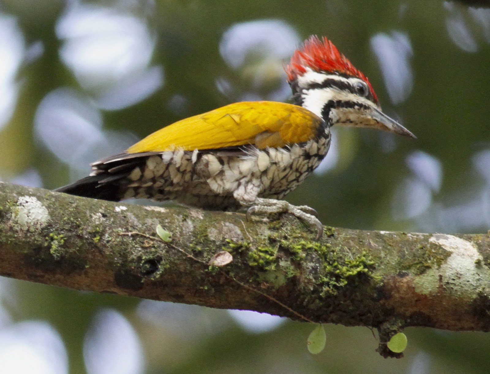 CommonFlameback-MikeBirder-MalaysianBirdingBlog