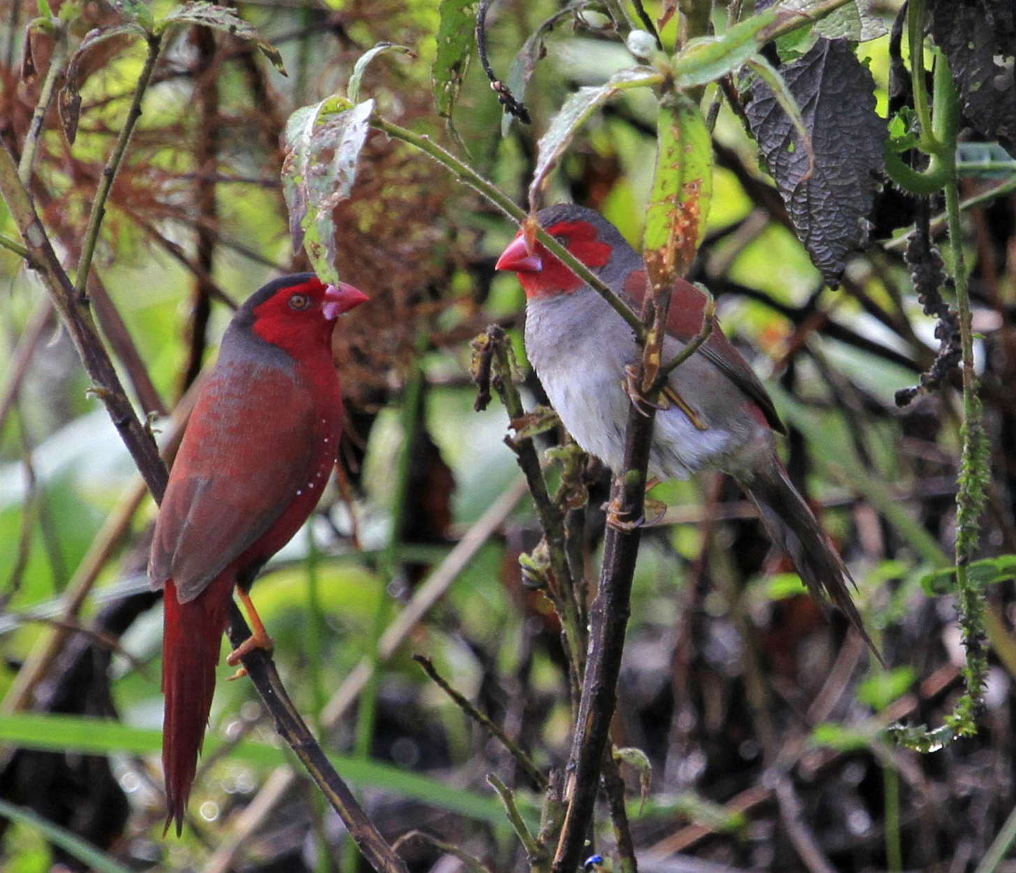 CrimsonFinches-breedingpair-Australia.Wikipedia