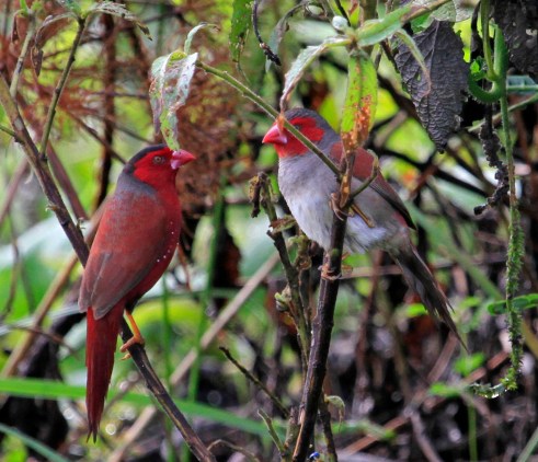 CrimsonFinches-breedingpair-Australia.Wikipedia