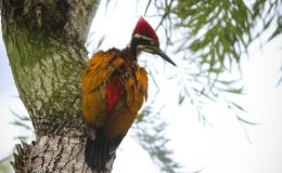 “F”  is  for  Finches  and  Flamebacks:   “F” Birds”, Part&nbsp;2