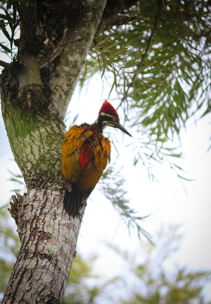GreaterFlameback.woodpecker-India-Wikipedia