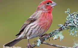 Avian And Attributes –&nbsp;House