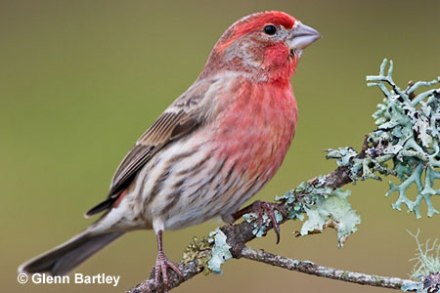 HouseFinch-male.GlennBartley-WichitaStateU-pic