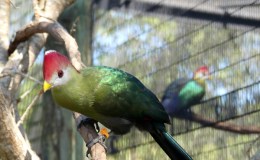 Lee’s Four Word Thursday –&nbsp;7/6/17