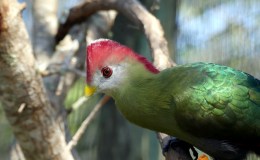 Birds in Christmas Hymns – 2018 Part&nbsp;2