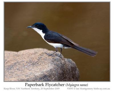 Paperbark Flycatcher (Myiagra nana) by Ian