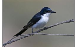 Bird of the Moment ~ Restless&nbsp;Flycatcher