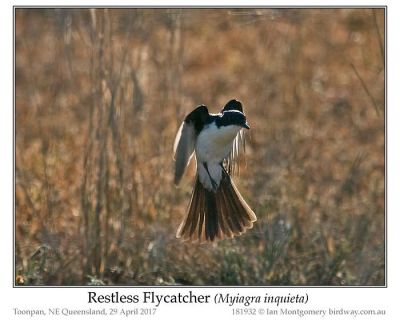 Restless Flycatcher (Myiagra inquieta) by Ian