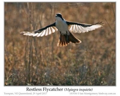 Restless Flycatcher (Myiagra inquieta) by Ian