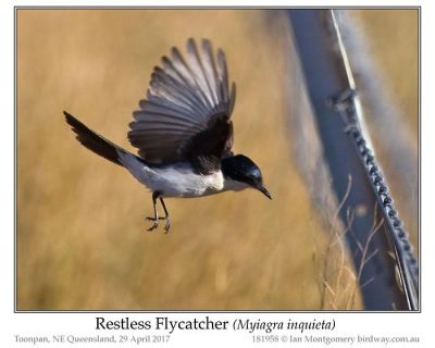 Restless Flycatcher (Myiagra inquieta) by Ian
