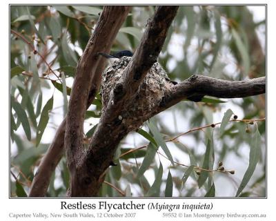 Restless Flycatcher (Myiagra inquieta) by Ian
