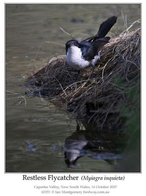 Restless Flycatcher (Myiagra inquieta) by Ian