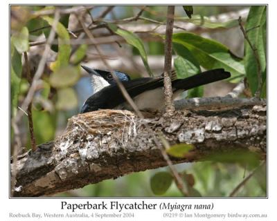 Restless Flycatcher (Myiagra inquieta) by Ian