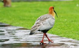 Lee’s Seven Word Sunday –&nbsp;6/11/17