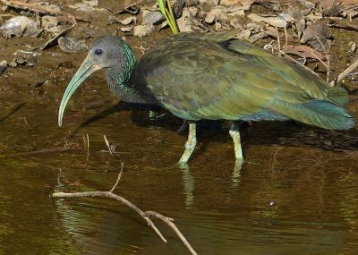 Green Ibis (Mesembrinibis cayennensis) ©WikiC