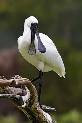 PEL-Thre Black-faced Spoonbill (Platalea minor) ©WikiC