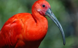 Lee’s Five Word Friday –&nbsp;6/30/17