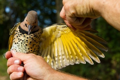 Northern Flicker (Colaptes auratus) yellow-shafted ©Amazonaws