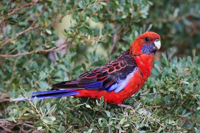Crimson Rosella (Platycercus elegans) ©WikiC